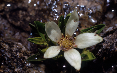 APII jpeg image of Psychrophila introloba  © contact APII