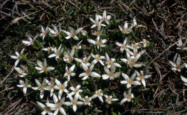 APII jpeg image of Psychrophila introloba  © contact APII