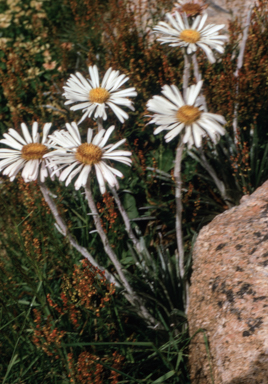 APII jpeg image of Celmisia longifolia  © contact APII