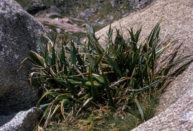 APII jpeg image of Dianella tasmanica  © contact APII