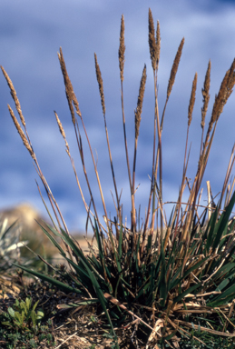 APII jpeg image of Deyeuxia crassiuscula  © contact APII