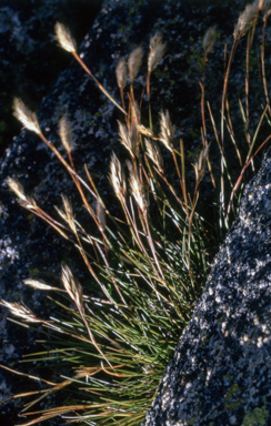 APII jpeg image of Austrodanthonia alpicola  © contact APII