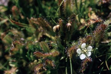 APII jpeg image of Drosera arcturi  © contact APII