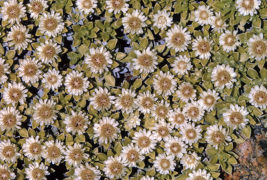 APII jpeg image of Ewartia nubigena  © contact APII