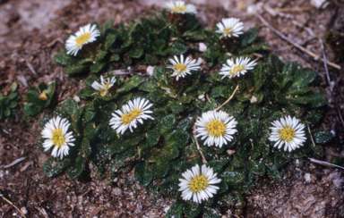 APII jpeg image of Erigeron setosus  © contact APII
