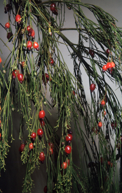 APII jpeg image of Exocarpos cupressiformis  © contact APII