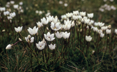 APII jpeg image of Chionogentias muelleriana subsp. alpestris  © contact APII