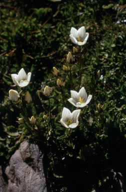 APII jpeg image of Chionogentias muelleriana subsp. alpestris  © contact APII