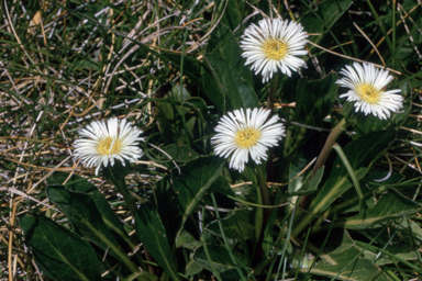 APII jpeg image of Erigeron nitidus  © contact APII