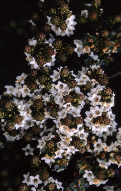 APII jpeg image of Epacris microphylla  © contact APII