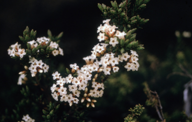 APII jpeg image of Epacris paludosa  © contact APII