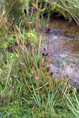 APII jpeg image of Luzula modesta  © contact APII