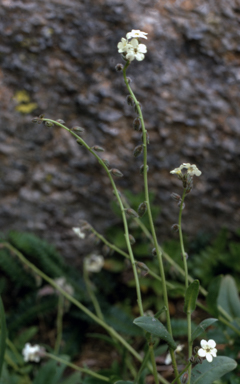 APII jpeg image of Myosotis australis  © contact APII
