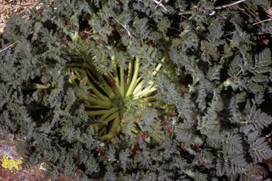 APII jpeg image of Oreomyrrhis brevipes  © contact APII