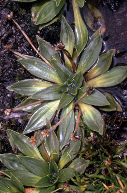 APII jpeg image of Plantago muelleri  © contact APII