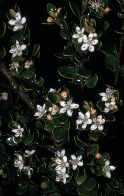 APII jpeg image of Nematolepis ovatifolia  © contact APII