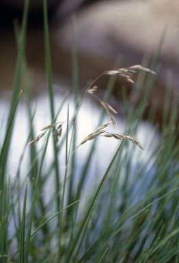 APII jpeg image of Poa saxicola  © contact APII