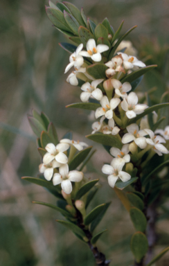 APII jpeg image of Pimelea axiflora  © contact APII