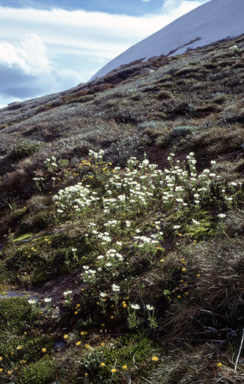 APII jpeg image of Ranunculus anemoneus  © contact APII