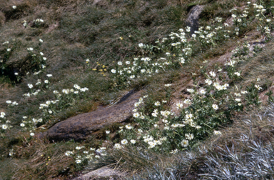 APII jpeg image of Ranunculus anemoneus  © contact APII