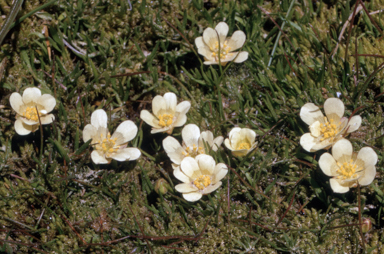 APII jpeg image of Ranunculus millanii  © contact APII