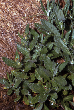 APII jpeg image of Senecio gunnii  © contact APII