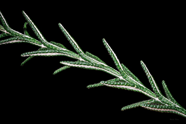 APII jpeg image of Chloanthes coccinea  © contact APII