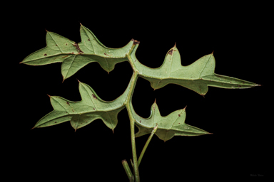 APII jpeg image of Grevillea flexuosa  © contact APII