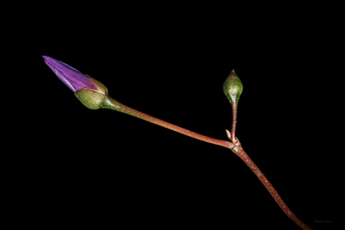APII jpeg image of Calandrinia sp. Chewings Range  © contact APII