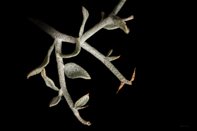 APII jpeg image of Acanthocladium dockeri  © contact APII