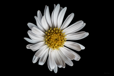APII jpeg image of Brachyscome graminea  © contact APII