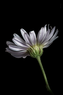 APII jpeg image of Brachyscome graminea  © contact APII