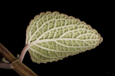 APII jpeg image of Coleus torrenticola  © contact APII