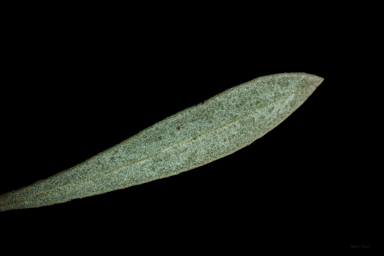 APII jpeg image of Eremophila cordatisepala  © contact APII