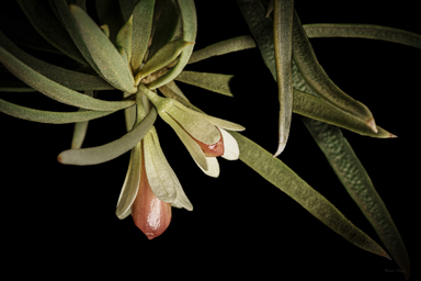 APII jpeg image of Eremophila oppositifolia subsp. rubra  © contact APII