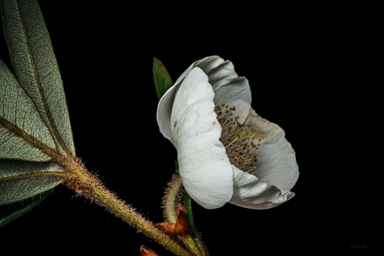 APII jpeg image of Eucryphia wilkiei  © contact APII