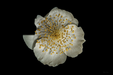 APII jpeg image of Eucryphia wilkiei  © contact APII