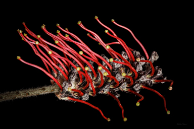 APII jpeg image of Grevillea beadleana  © contact APII