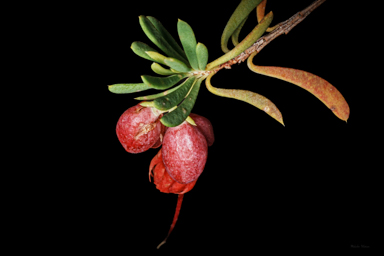 APII jpeg image of Homoranthus porteri  © contact APII