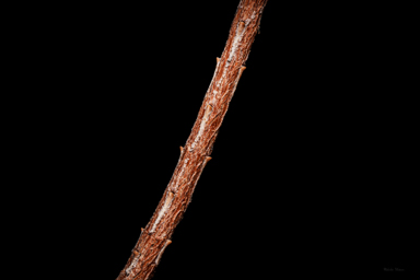 APII jpeg image of Homoranthus zeteticorum  © contact APII