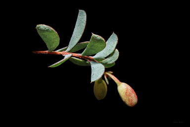 APII jpeg image of Homoranthus zeteticorum  © contact APII