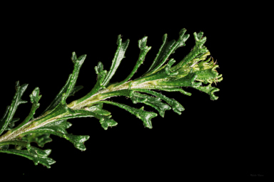 APII jpeg image of Olearia sp. Rhizomatica  © contact APII