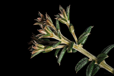 APII jpeg image of Oxylobium bracteosum  © contact APII