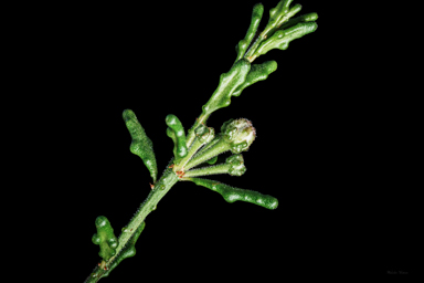 APII jpeg image of Philotheca difformis subsp. difformis  © contact APII