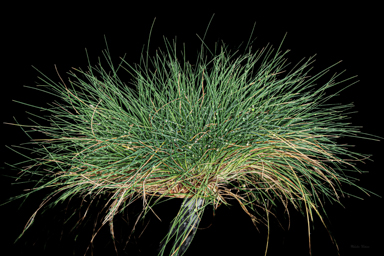 APII jpeg image of Poa hiemata  © contact APII