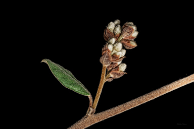 APII jpeg image of Pomaderris pallida  © contact APII