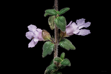 APII jpeg image of Prostanthera marifolia  © contact APII