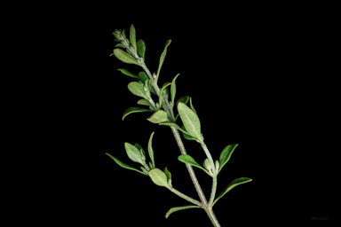 APII jpeg image of Prostanthera ovalifolia 'Brundah Candy'  © contact APII