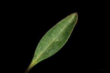 APII jpeg image of Prostanthera porcata  © contact APII