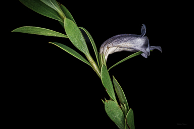 APII jpeg image of Eremophila christopheri  © contact APII